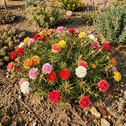 Moss Rose Mix Flower Seeds for Vibrant Planting