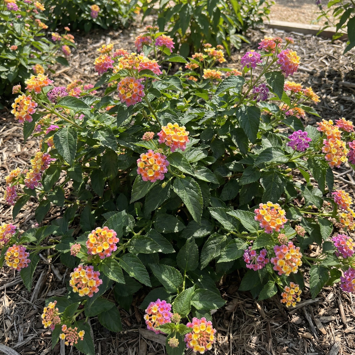 Mixed-Color Lantana Seeds for Planting