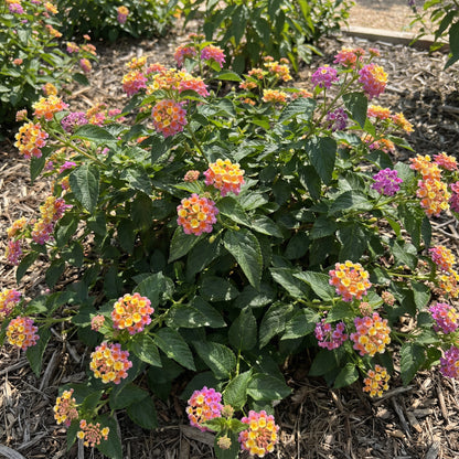 Mixed-Color Lantana Seeds for Planting