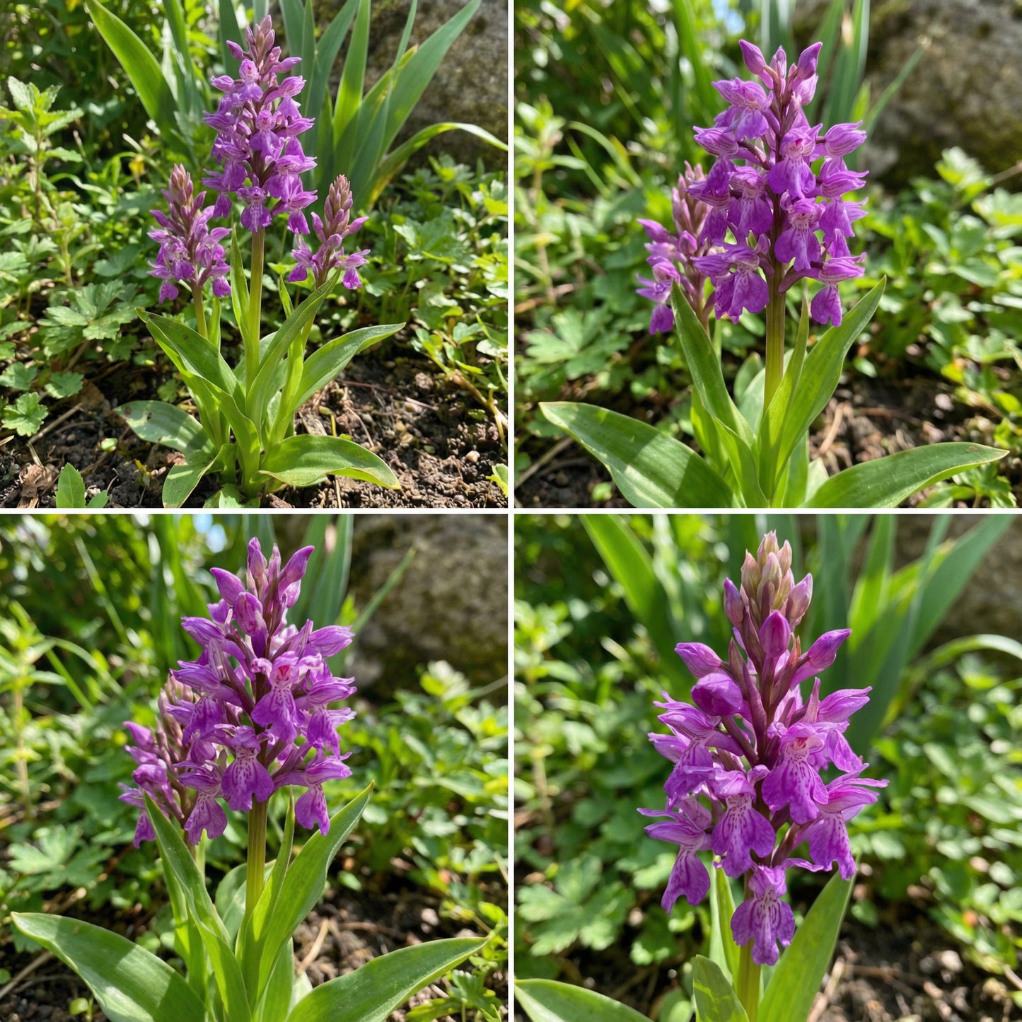 Purple Orchis Italica Seeds for Planting  Vibrant Perennial Blooms