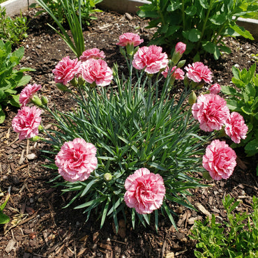 Pink White Carnation Seeds for Planting | Vibrant Annual Flower Seeds for Your Garden