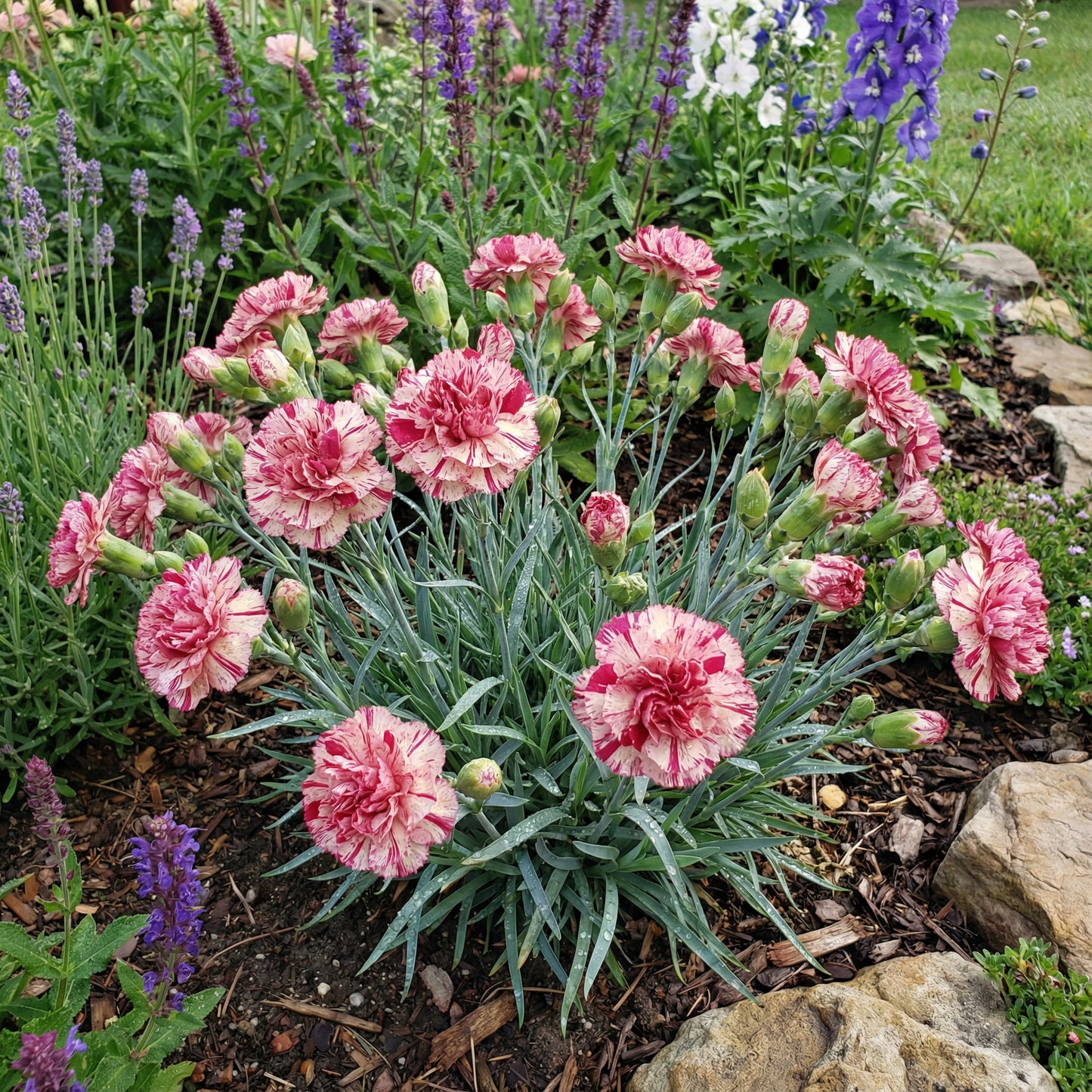 Pink White Carnation Seeds for Planting | Vibrant Annual Flower Seeds for Your Garden