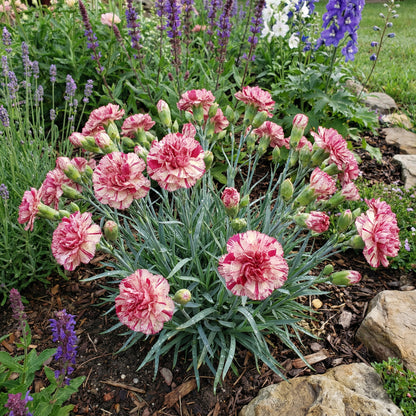 Pink White Carnation Seeds for Planting | Vibrant Annual Flower Seeds for Your Garden