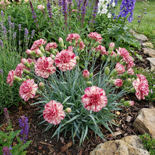 Pink White Carnation Seeds for Planting | Vibrant Annual Flower Seeds for Your Garden