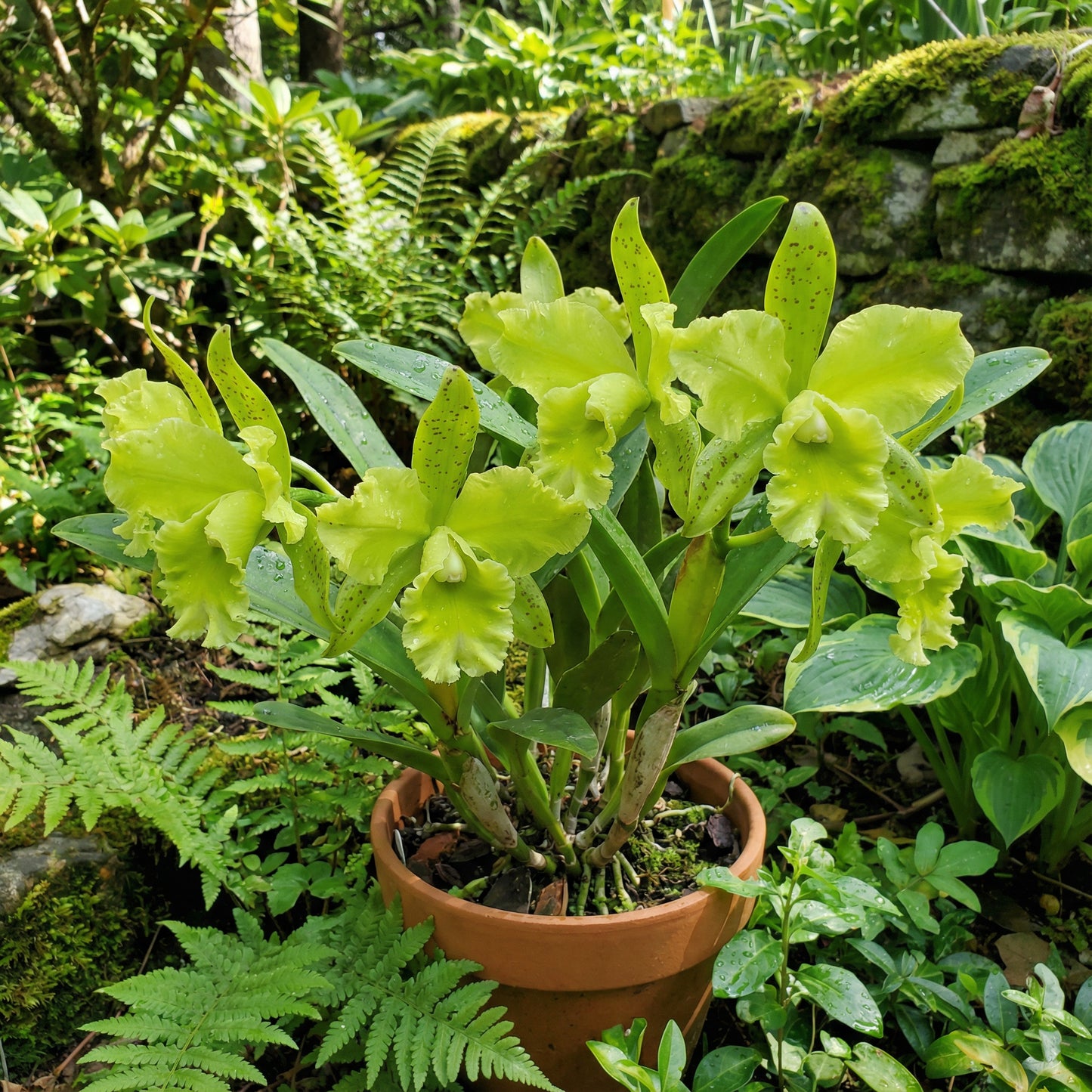 Green Cattleya Flower Planting Seeds for Vibrant Blooms