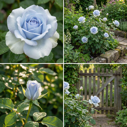 Light Blue Osiria Rose Seeds for Planting - Unique Flower Variety