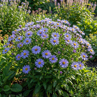 Blue Frikartii Flower Seeds for Planting