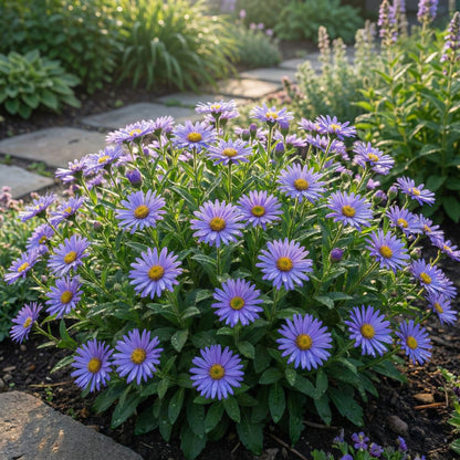 Blue Frikartii Flower Seeds for Planting