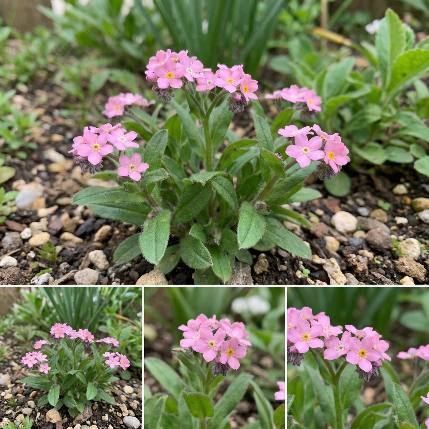 Pink Myosotis Flower Seeds for Planting  Charming Annual Blooms