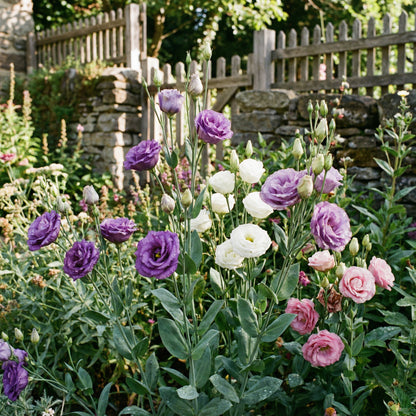 Lisianthus Flower Seeds for Lush, Blooming Beds