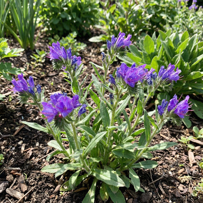 Purple Pattersons Curse Flower Seeds for Easy Planting