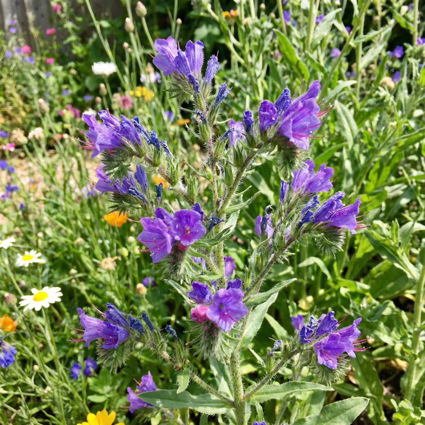 Purple Pattersons Curse Flower Seeds for Easy Planting