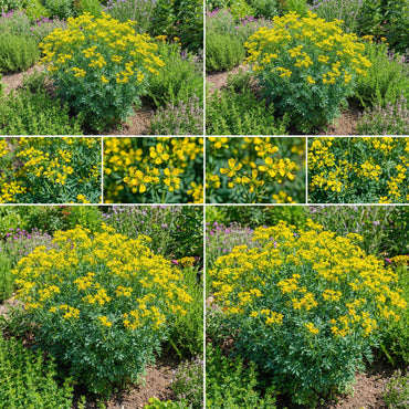 Yellow Ruta Graveolens Flower Planting Seeds  Brighten Your Garden with Vibrant Flowers