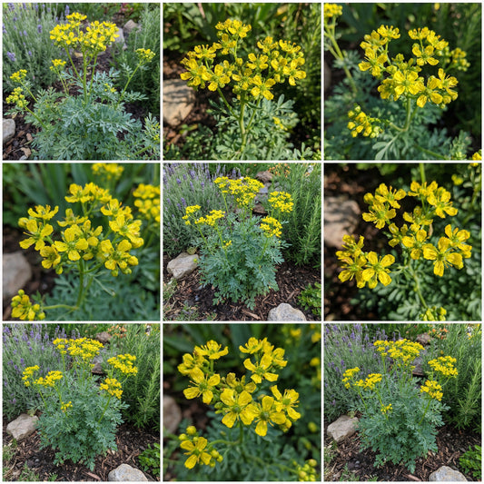 Yellow Ruta Graveolens Flower Planting Seeds  Brighten Your Garden with Vibrant Flowers