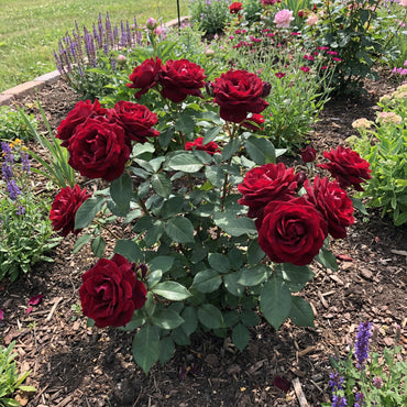Red Baccara Rose Seeds for Planting - Velvet Red Blooms, Premium Quality Garden Seeds