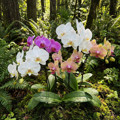 Mixed Phalaenopsis Flower Seeds for Planting - Exotic and Colorful Orchid Varieties for Your Garden