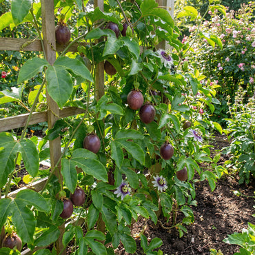 Purple Passiflora Edulis Seeds for Fruit Planting