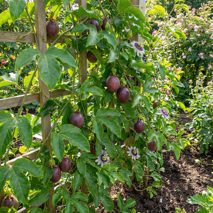 Purple Passiflora Edulis Seeds for Fruit Planting