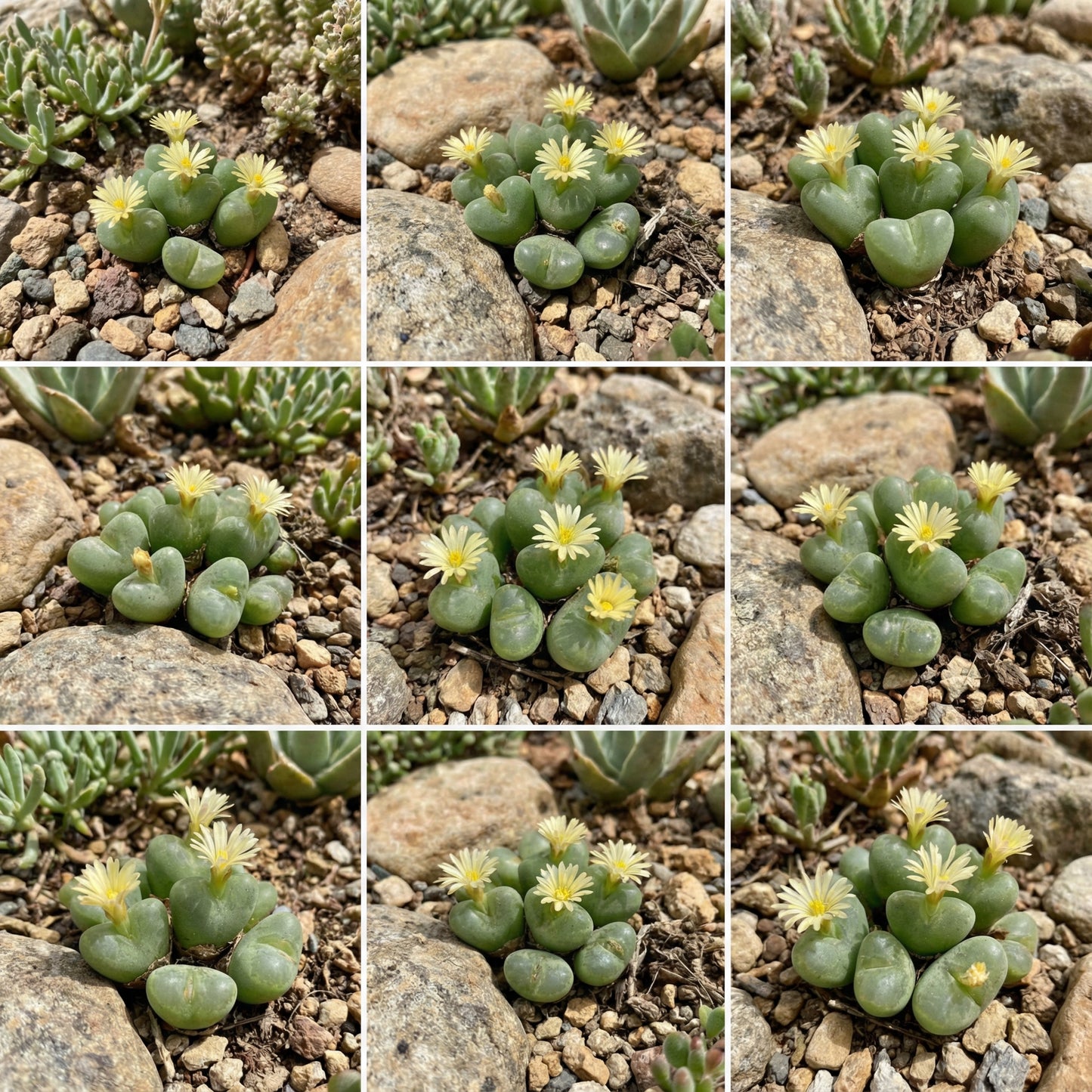 Green Conophytum Ernianum Flower Seeds | Unique Planting Seeds for Your Garden