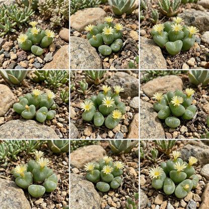 Green Conophytum Ernianum Flower Seeds | Unique Planting Seeds for Your Garden