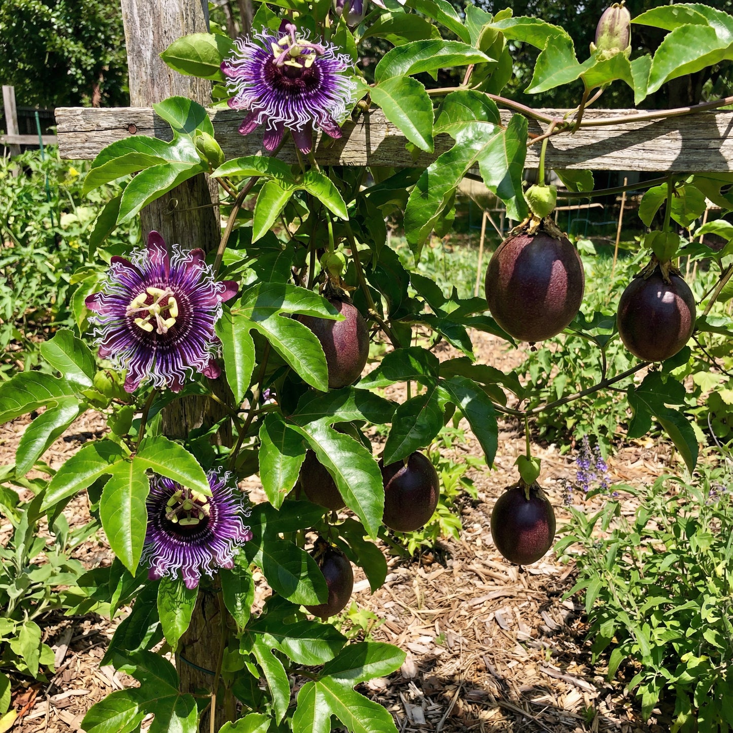 Purple Passiflora Edulis Seeds for Fruit Planting