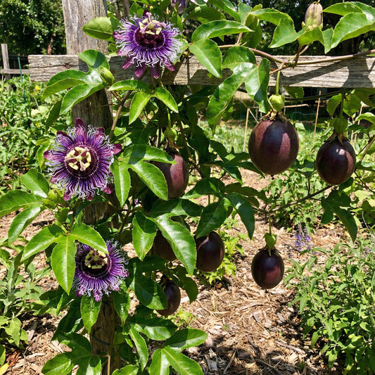 Purple Passiflora Edulis Seeds for Fruit Planting