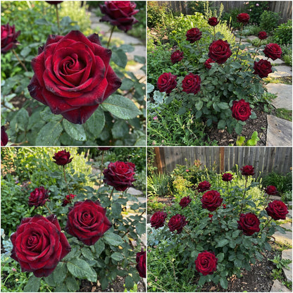 Red Baccara Rose Seeds for Planting - Velvet Red Blooms, Premium Quality Garden Seeds