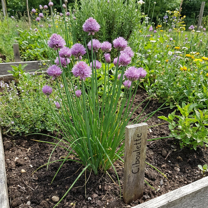 Rustic Ciboulette Seeds for Planting