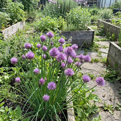 Rustic Ciboulette Seeds for Planting