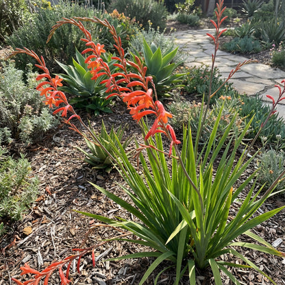 Watsonia Pillansii Bugle Lily Seeds for Planting - Premium Perennial Flower Seeds for Your Garden