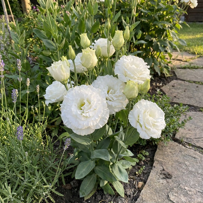 Eustoma Flower Seeds for Planting - White Blooming Annuals for Beautiful Gardens