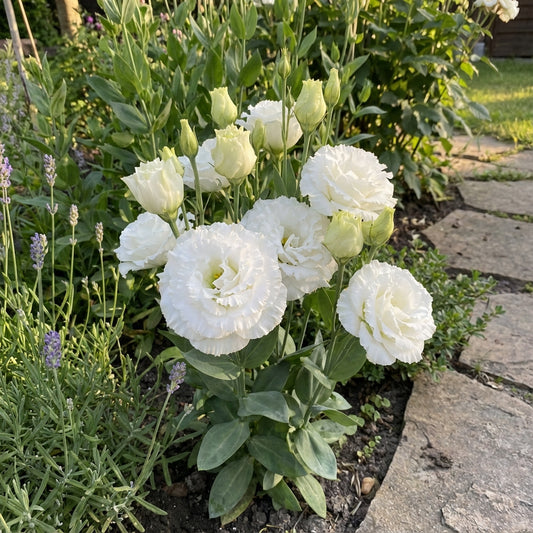 Eustoma Flower Seeds for Planting - White Blooming Annuals for Beautiful Gardens