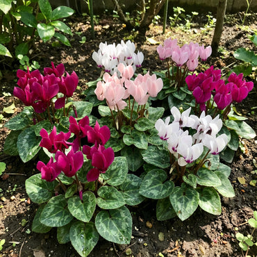 Mixed Color Cyclamen Seeds for Planting  Vibrant Flower Seeds for Your Garden