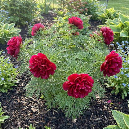 Double Flowering Fernleaf Peony Seeds for Planting - Premium Perennial Seeds