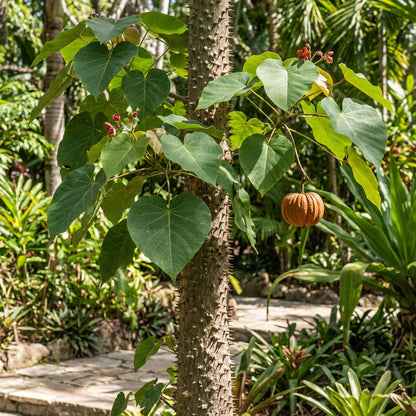 Hura Crepitans Seeds for Planting - Grow Your Own Sandbox Tree