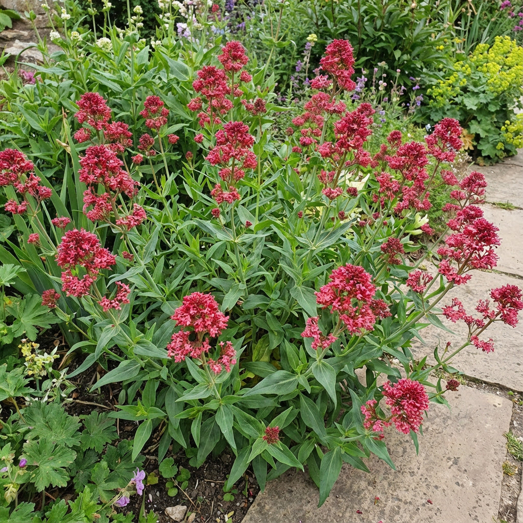 Red Valerian Flower Seeds for Planting - Vibrant Perennial Blooms