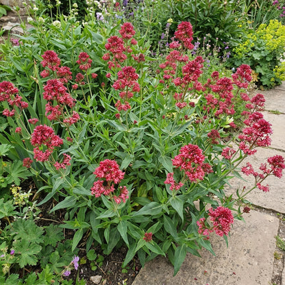 Red Valerian Flower Seeds for Planting - Vibrant Perennial Blooms