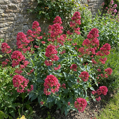 Red Valerian Flower Seeds for Planting - Vibrant Perennial Blooms