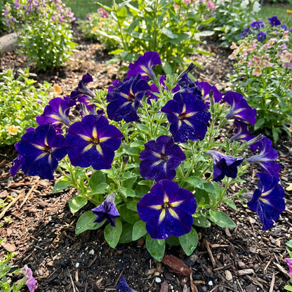 Petunia Blue Phantom Flower Seeds for Planting  Annual Flower Seeds for Vibrant Blooms