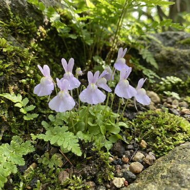 Utricularia Sandersonii Flower Seeds for Planting 1 pcs