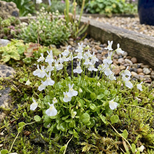 Utricularia Sandersonii Flower Seeds for Planting 1 pcs