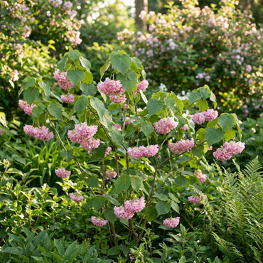Dombeya Bourgassiae Pink Blossom Plant Seeds for Planting