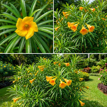 Thevetia Peruviana Flower Seeds for Planting  Vibrant Tropical Blooms