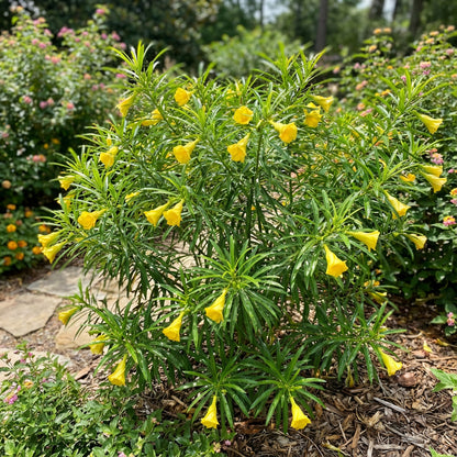 Thevetia Peruviana Flower Seeds for Planting  Vibrant Tropical Blooms