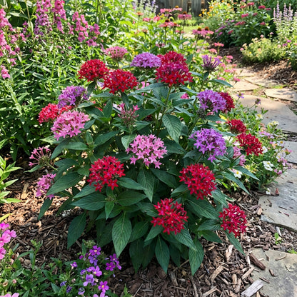 Pentas Lanceolata Seeds for Planting  Attract Butterflies with Stunning Blooms