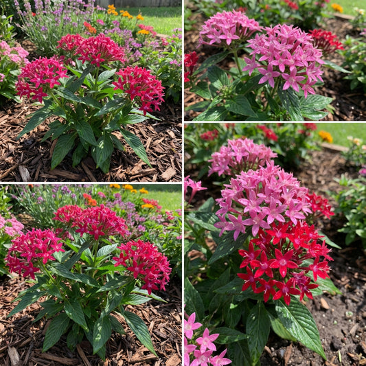 Pentas Lanceolata Seeds for Planting  Attract Butterflies with Stunning Blooms