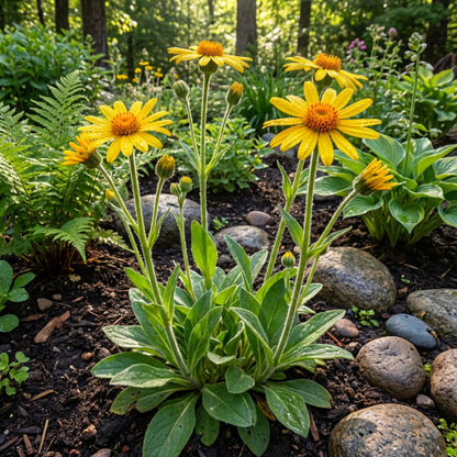 garden city seeds montana Buy Arnica Montana Herb Seeds for Planting – Pure Asia Seeds
