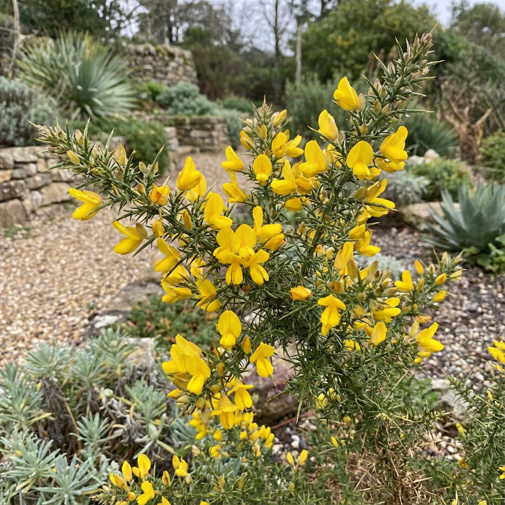 Gorse Ulex Europaeus Flower Seeds for Planting  Hardy Perennial Seeds for Vibrant Yellow Blooms