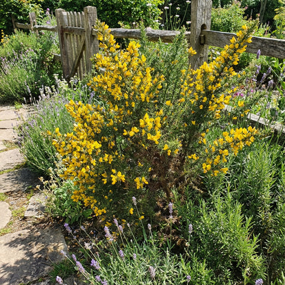 Gorse Ulex Europaeus Flower Seeds for Planting  Hardy Perennial Seeds for Vibrant Yellow Blooms