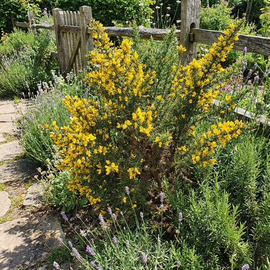 Gorse Ulex Europaeus Flower Seeds for Planting  Hardy Perennial Seeds for Vibrant Yellow Blooms